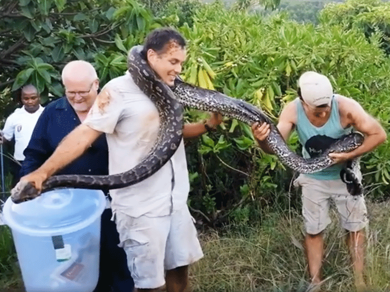 WATCH: 4-metre python relocated from Ballito property