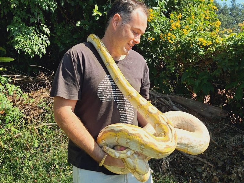 python found westille 2