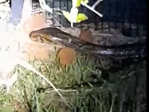 Python in Ballito
