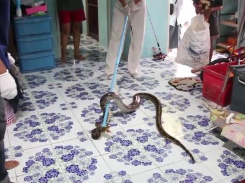 python under sleeping boy's bed