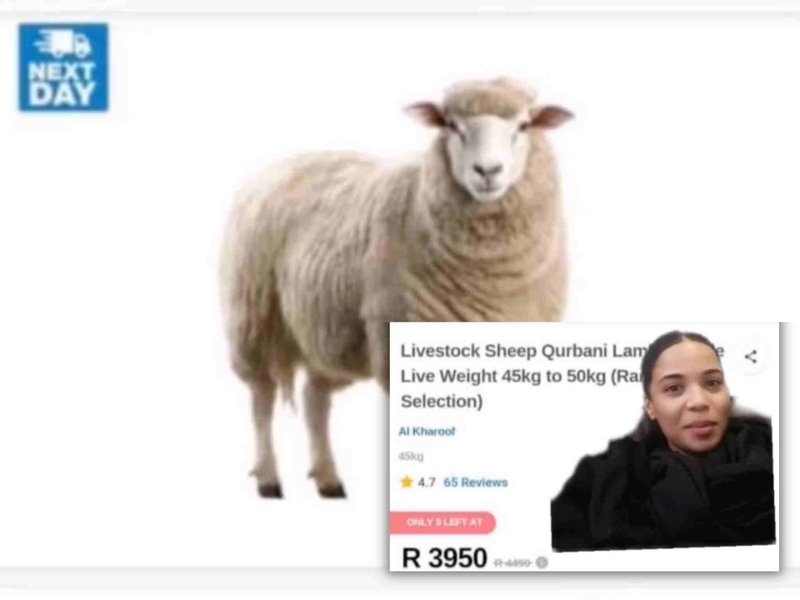 Sheep on sale viral video