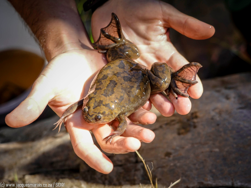 VIDEO: Thousands of frogs 'massacred' on R44 in Western Cape