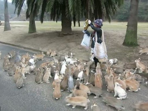 rabbit.jpg