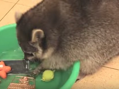 raccoon.jpg