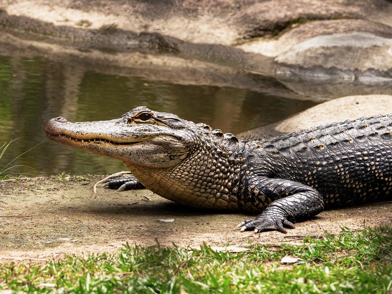 Crocodile