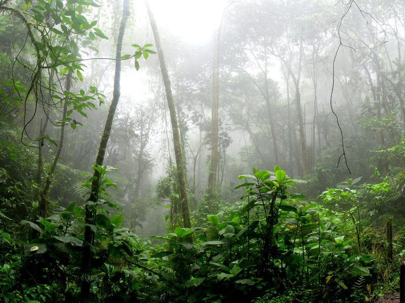 amazon rainforest generic