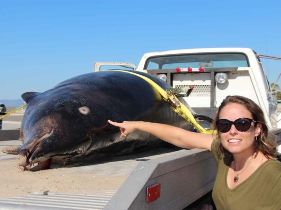 rare whale.jpg