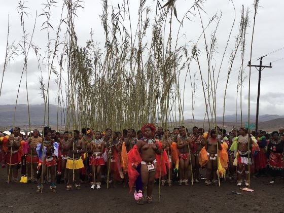Reed Dance preparations underway