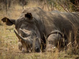 Edna Molewa on Rhino Poaching