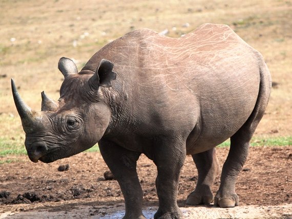 rhino-about-to-drink.jpg