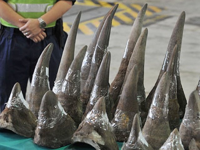 Rhino-poaching-horn-getty