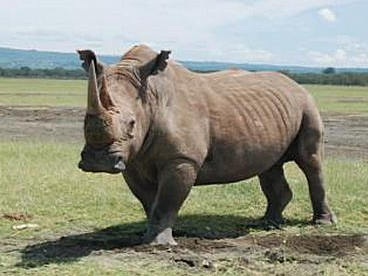 rhino.PNG
