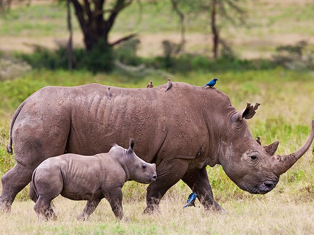 Rhinos - generic image