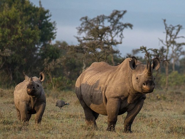 Rhino 