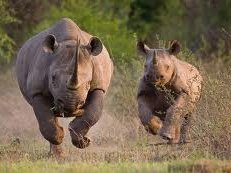 rhino_22.jpg