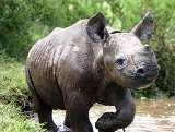 rhino_32.jpg