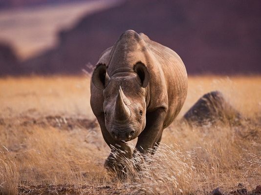 rhino_43.jpg
