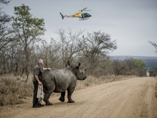 rhino_68.jpg