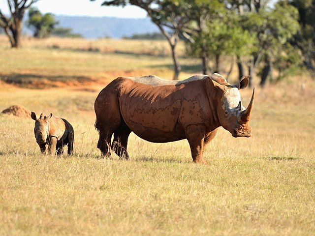 rhino_calf_mom_Gallo.jpg