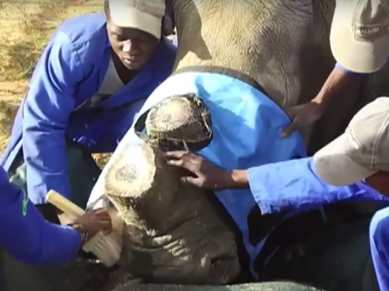 Rhino horn trade