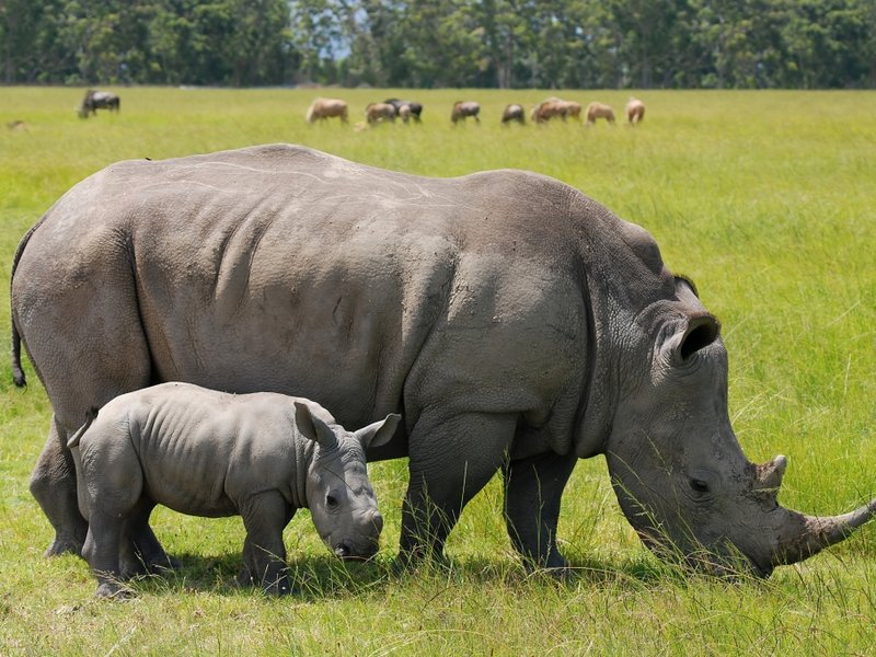 rhino pic.jpg