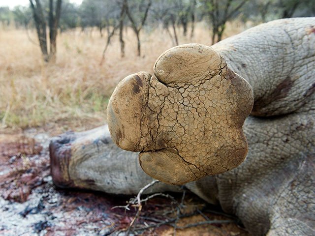 rhino_poach_foot_gallo_HC09DYs.jpg