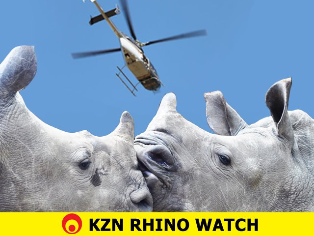 rhino watch_9.jpg