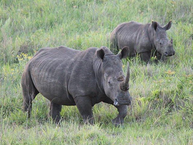 Two Rhino poachers killed