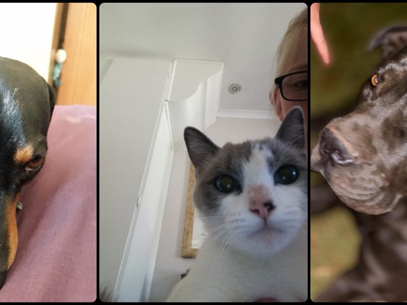 Rian's listeners pets