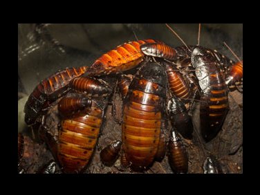 roach_thumb.jpg