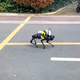 WATCH: COVID-19 instructions in Shanghai are barked by a robot dog