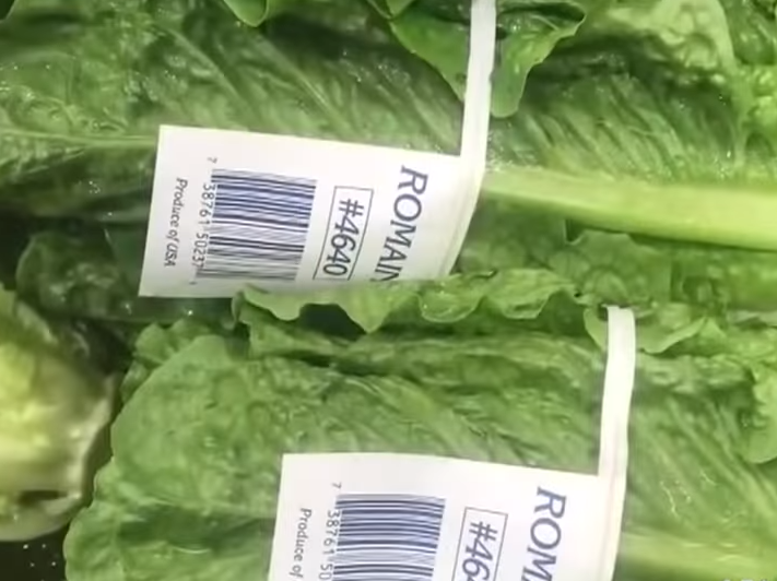 romaine lettuce