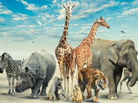 Safari animals