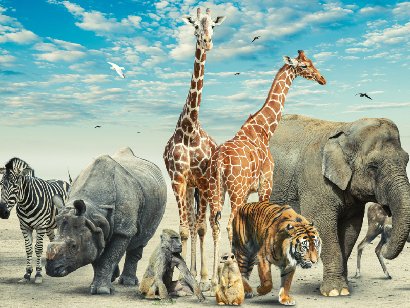 Safari animals