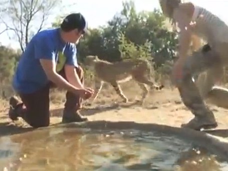 sandler_cheetah.jpg
