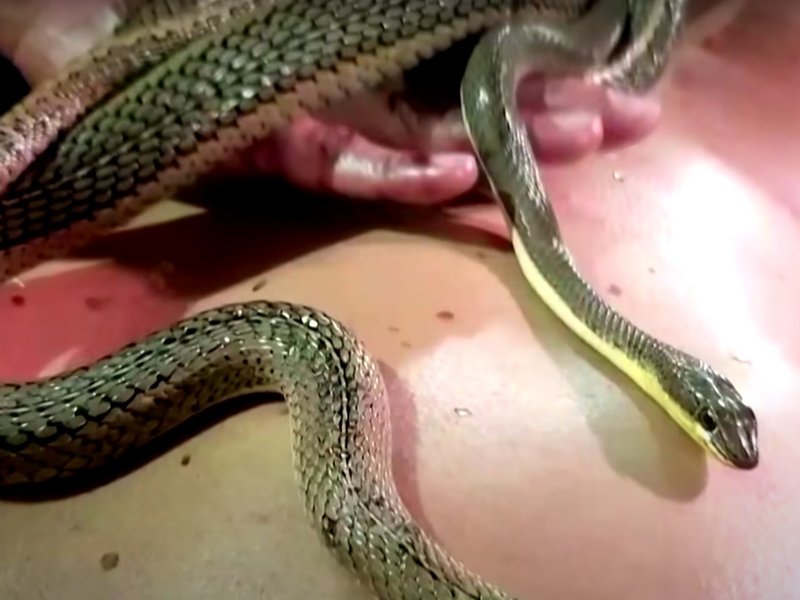 snake massage