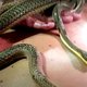 snake massage