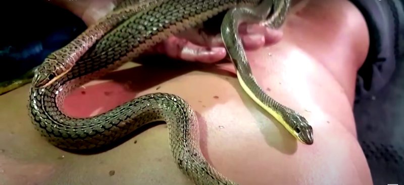 snake massage