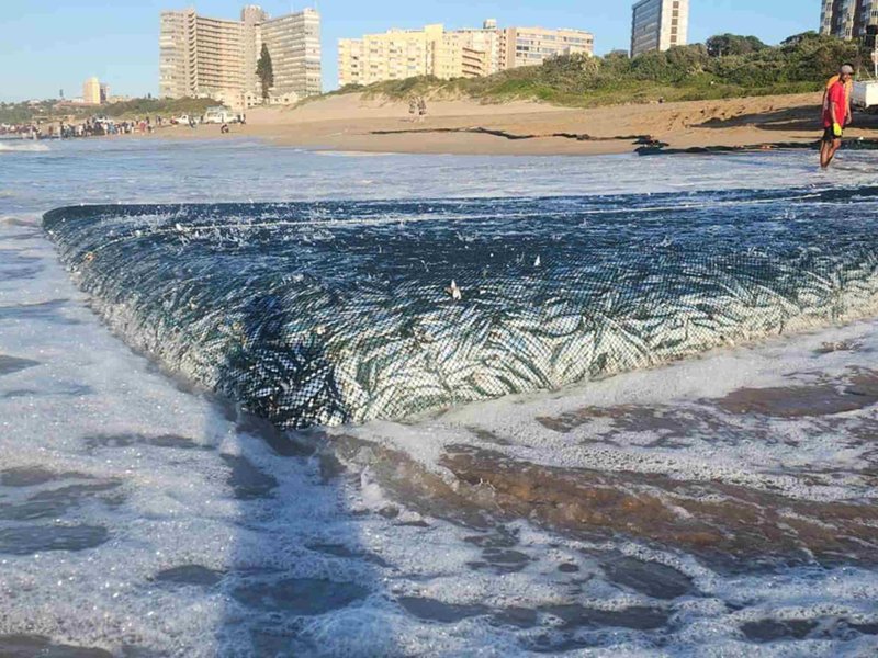 SEE: Spotted! The Sardines are Running through KZN