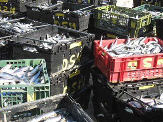 Sardine run image
