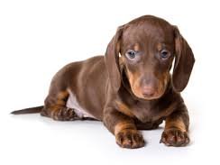 sausage2.jpg
