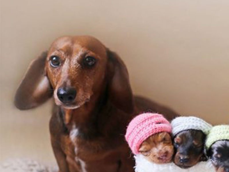 sausage dogs 