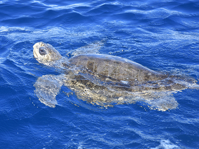 Sea turtle