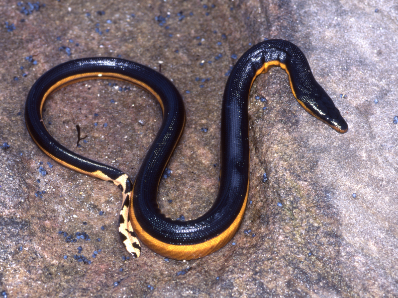 Sea snake yellow belly