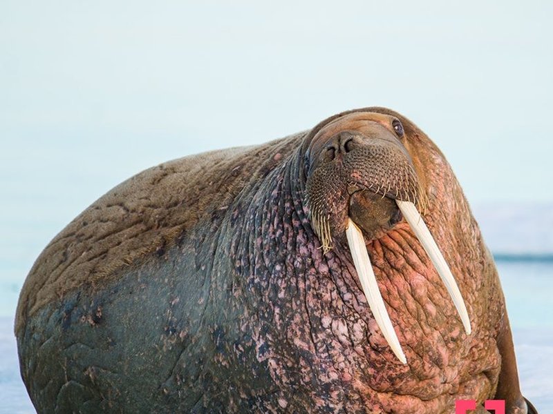 seal thing