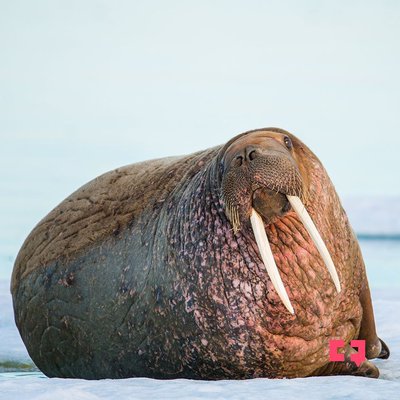 Why these gentle giants of the Arctic are wobbling on thin ice