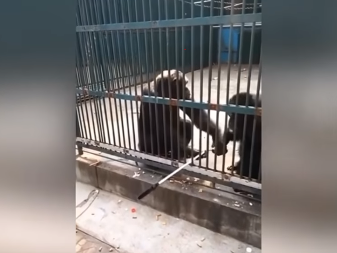 selfie chimp