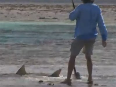 shark-2.jpg