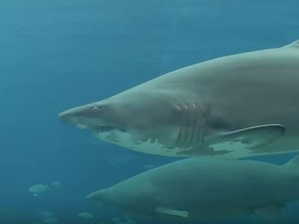 shark-attack