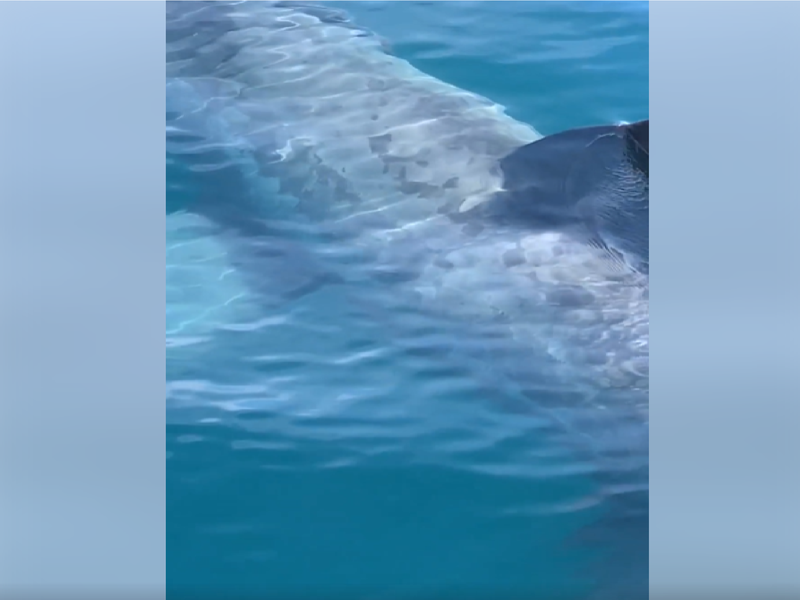 great white shark